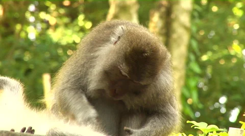 Monkey taking care of his mate at the Monkey Forest in Bali Stock Footage 41380283