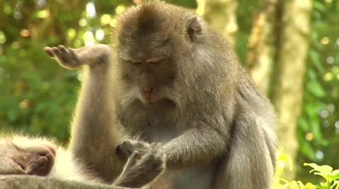 Monkey taking care of his mate at the Monkey Forest in Bali Stock Footage 41380292