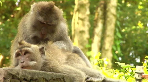 Monkey taking care of his mate at the Monkey Forest in Bali Stock Footage 41380309