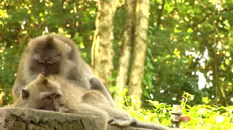 Monkey taking care of his mate at the Monkey Forest in Bali Stock Footage 41380310