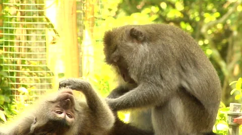 Monkey taking care of his mate at the Monkey Forest in Bali Stock Footage 41380377