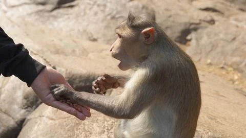 Monkey taking nuts from a person's hand Stock Photos
