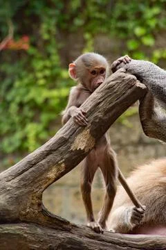 Monkey taking shelter in tree trunk Stock Photos