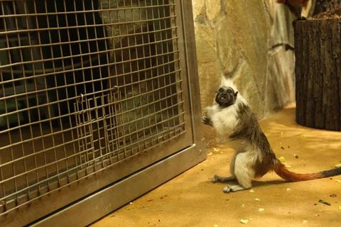 A monkey of the Tamarin breed eats vegetables on the floor of an enclosure... Stock Photos