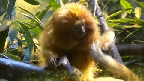 Monkey Tamarin Golden،Alone Monkey in  jungle on the trees taking care of Zilla Stock Footage 221287225