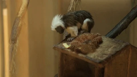 Monkey tamarin oedipus Stock Footage 76863970