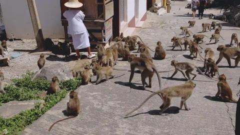 Monkey in tample Stock Footage 71393202