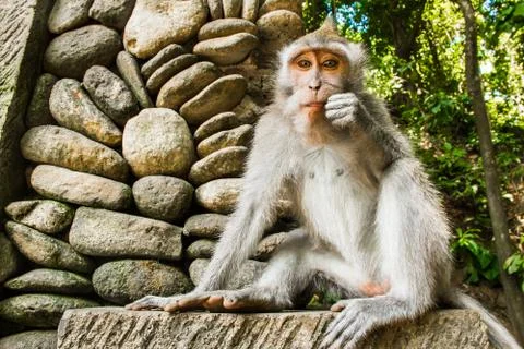 Monkey in Tample in Monkey Forest, Ubud, Bali, Indonesia Stock Photos