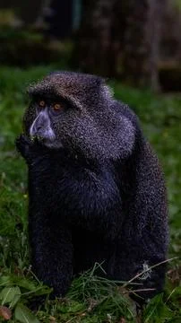 Monkey in Tanzania Stock Photos