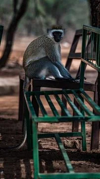 Monkey in Tanzania Stock Photos