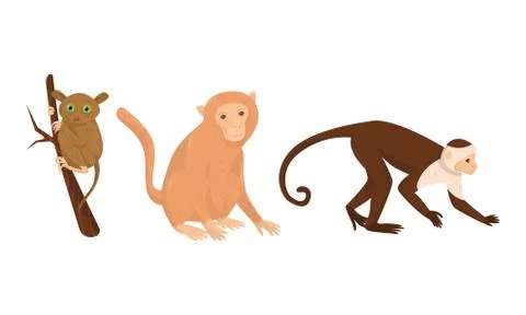 Monkey with Tarsier Sitting on Tree Branch Vector Set Stock Illustration