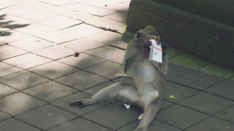Monkey tearing apart a pack of cigarettes Stock Footage 86517155