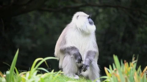 Monkey teasing other monkey by showing teeth Stock Footage 72452694