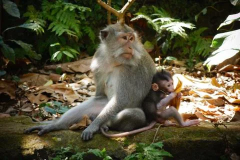 Monkey Temple Bali, Ubud Stock-Fotos