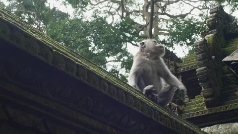Monkey in a temple - bali - uhd 4k 10bit Stock Footage