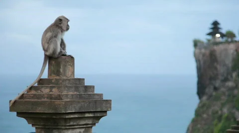 Monkey at temple 库存影片 766611