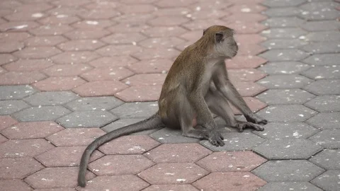 Monkey in temple Video stock 101494048