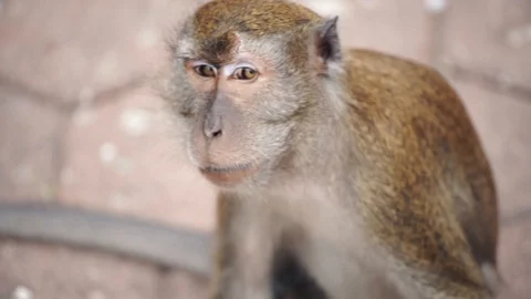 Monkey in temple Stock Footage 101494186