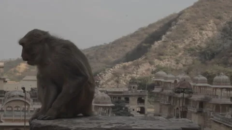 Monkey temple, jaipur Stock Footage 49887591