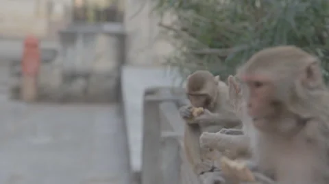 Monkey temple, jaipur Stock Footage 49888234