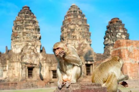 Monkey temple Stock Photos
