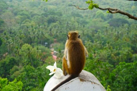 Monkey in the Temple Stock Photos