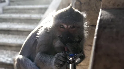 Monkey on a temple roof in the sacred Monkey Forest, Ubud, Bali, Indonesia Stock Footage 125506201