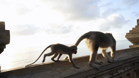 Monkey on a temple roof in the sacred Monkey Forest, Ubud, Bali, Indonesia Stock Footage 125506413