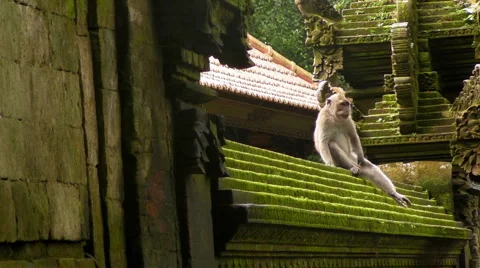Monkey on the Temple Wall (Part 1 of 2) Stock Footage 4885744