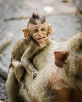 Monkey in Thailand Stock Photos