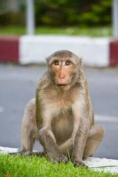 Monkey in Thailand Stock Photos