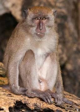 Monkey in Thailand Stock Photos