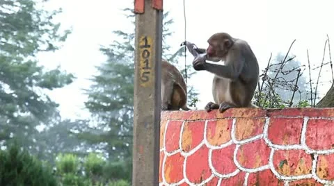 Monkey thief 動画素材 12473824