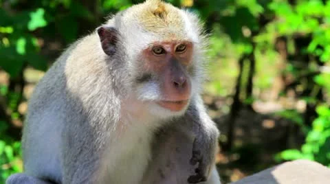 Monkey thinking Video stock 12177222