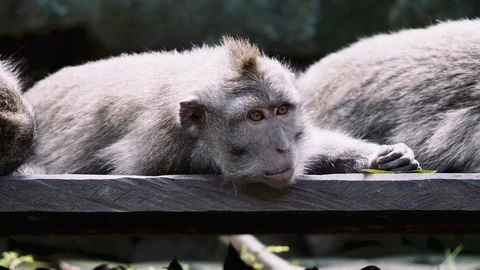 Monkey thinking Ubud, Bali, Indonesia Video stock 93558079