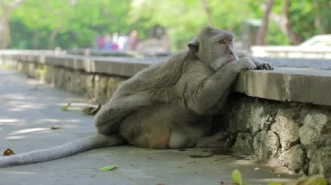 Monkey thinking in uluwatu temple, bali Video stock 12177336