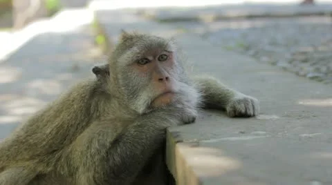Monkey thinking in uluwatu temple, bali Video stock 12177340
