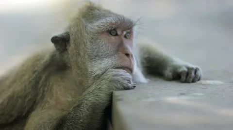 Monkey thinking in uluwatu temple, bali Video stock 12177344