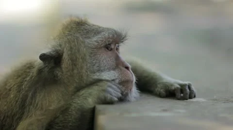 Monkey thinking in uluwatu temple, bali Video stock 12177347