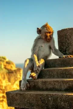 Monkey thinking watching sunset at Uluwatu cliff in Bali indonesia Stock Photos