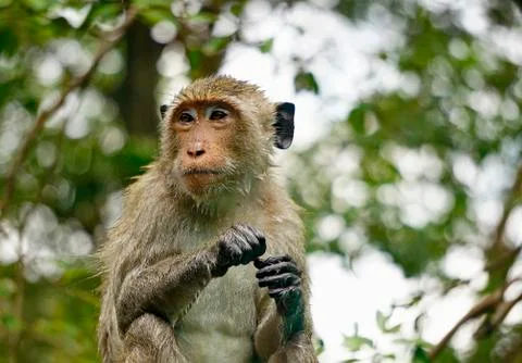The monkey thought about life. Stock Photos