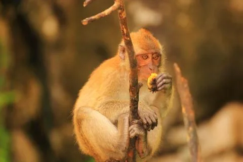 Monkey in thought Stock Photos