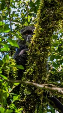 Monkey in a three Stock Photos