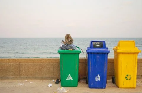 The monkey throws the garbage into the container. Recycling ideas to solve en Stock Photos