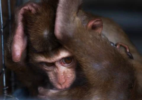 Monkey thumb sucking Colored  Stock Photos