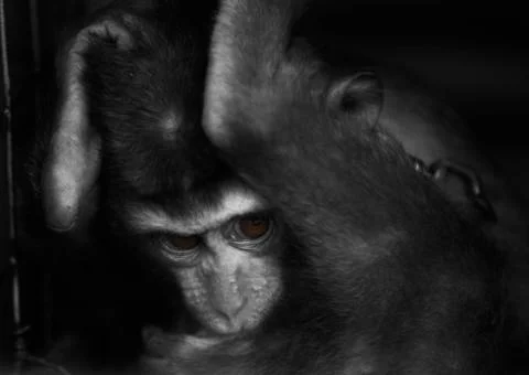 Monkey thumb sucking  Stock Photos