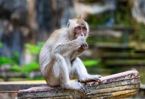 Monkey at Tiger Cave Temple in Krabi, Thailand. Stock Photos