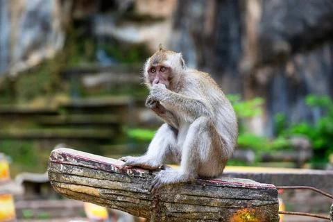 Monkey at Tiger Cave Temple in Krabi, Thailand. Stock-Fotos