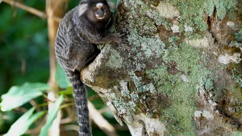 Monkey in the Tijuca Forest in Brazil Stock Footage 103208724
