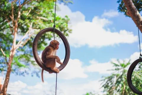 Monkey on a Tire Swing Stock Photos